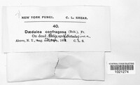 Daedaleopsis confragosa image